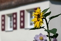 Allgäu 09 - 2014 - 20140915_0241 als Smartobjekt-1 Kopie